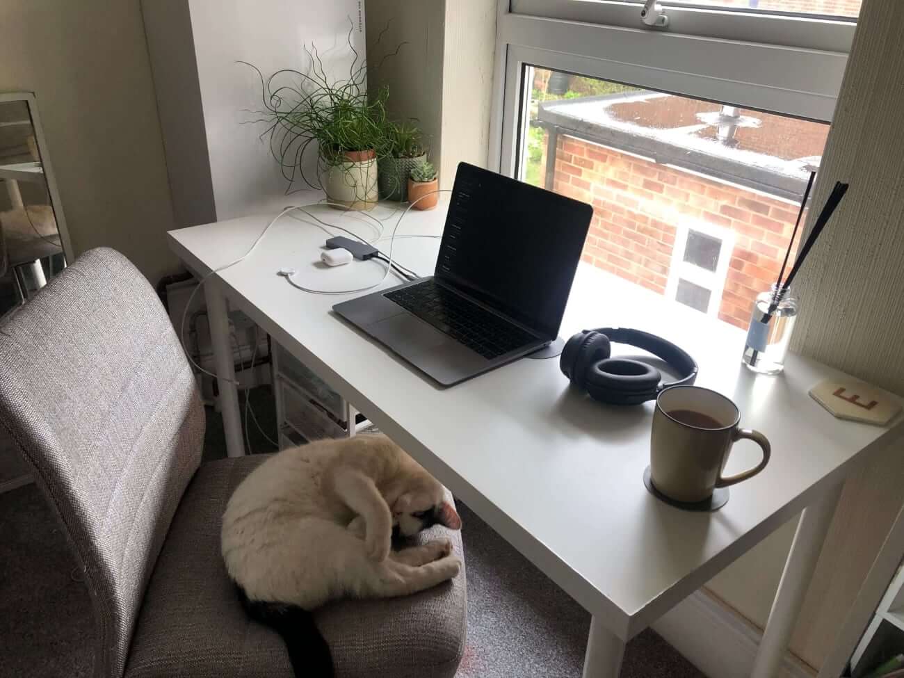 Image of Emily's work from home setup, complete with cat