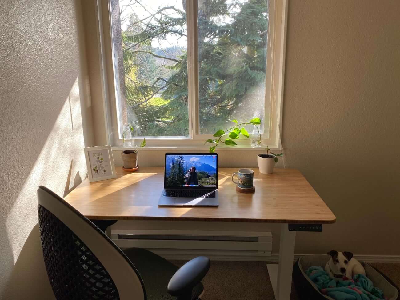 First view of Kaitlyns setup with plants and doggy