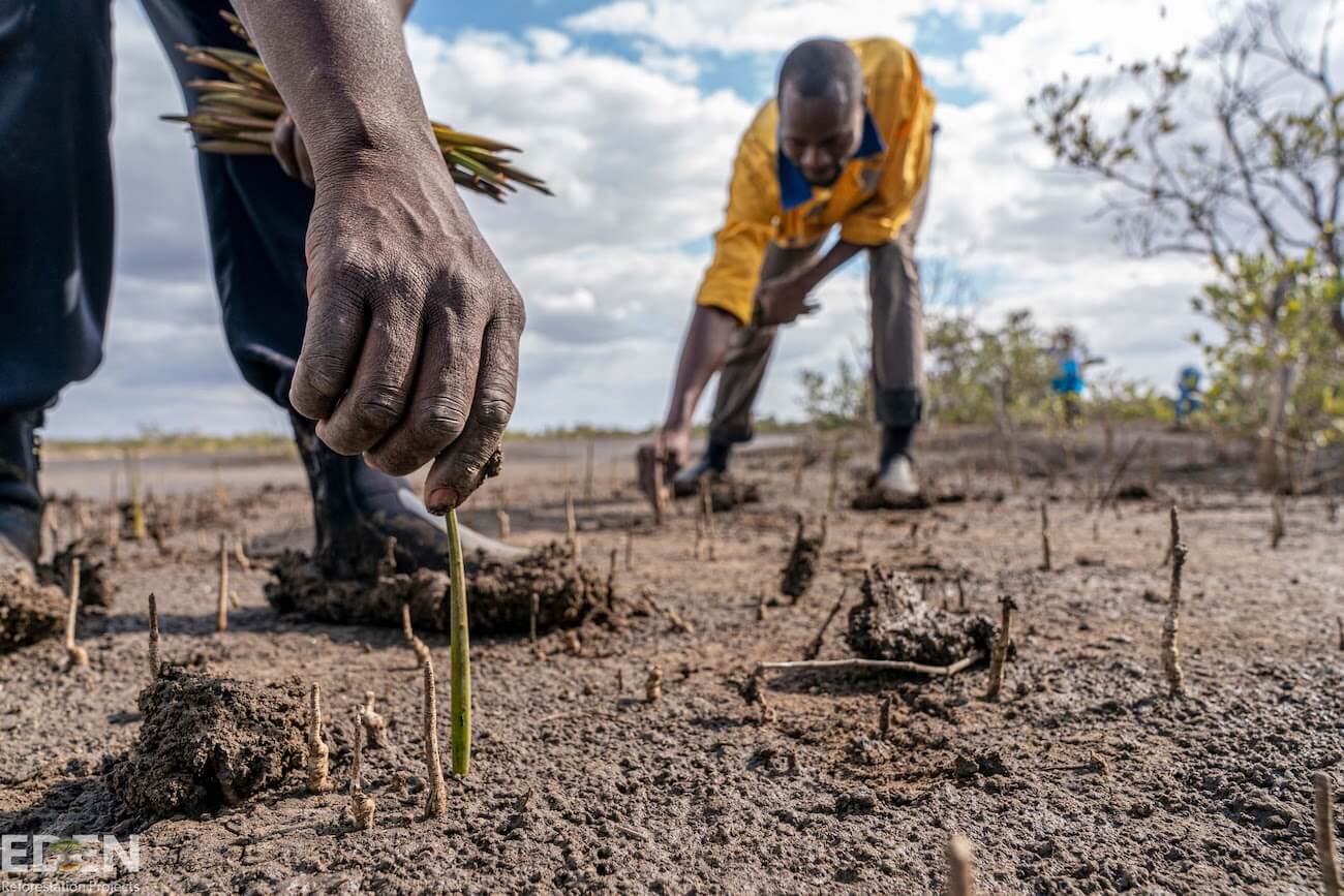 Men plant propagules in Mozambique.
