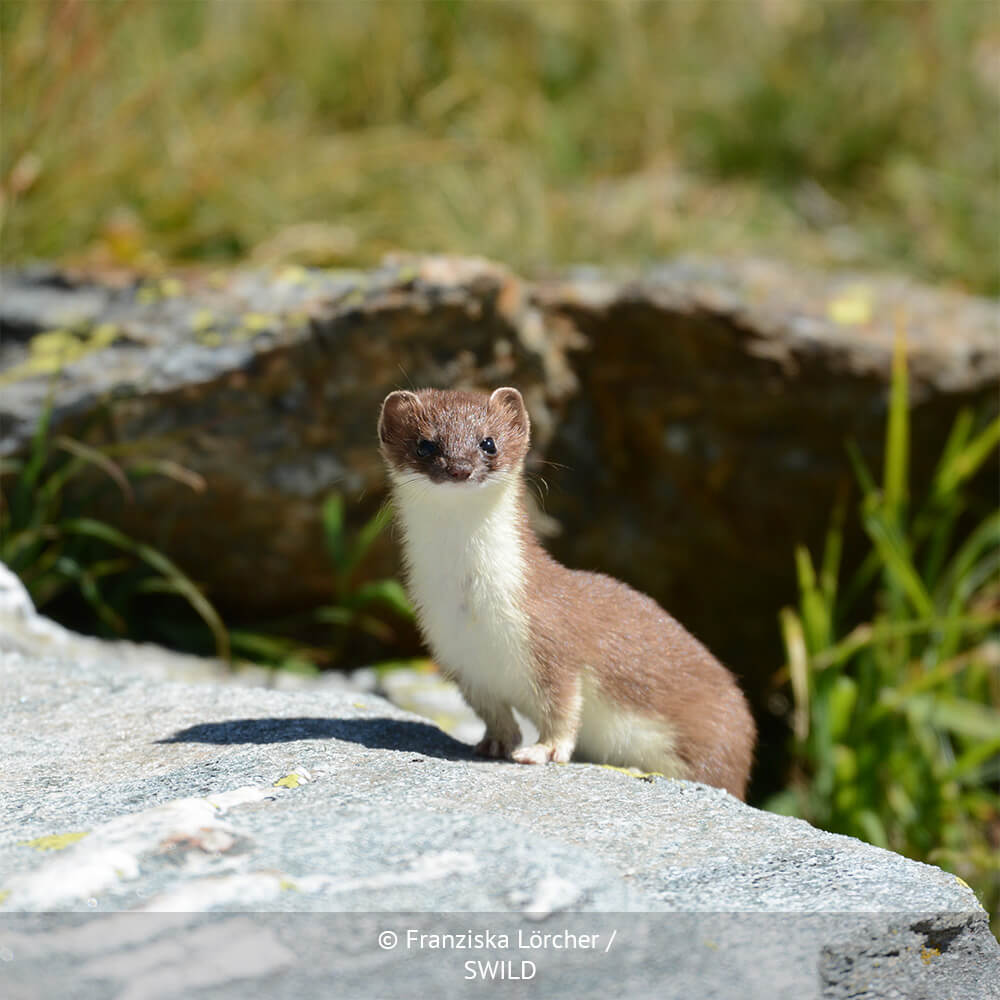 A photograph of a 'least weasel,' a type of Swiss weasel, crouching on a rock with an alert expression.